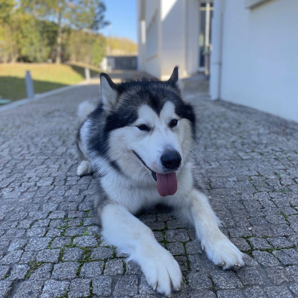 d8343-557827641_1239595511515705_6325843344657604225_n